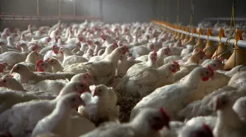LE POULET BAT DE L'AILE