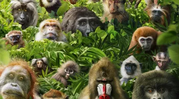 SOIRÉE SPÉCIALE "PRIMATES" : PRIMATES, LA FORCE DU CLAN & DANS LE SECRET DES PRIMATES         