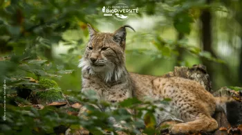 Le lynx © Parc animalier de Sainte-Croix