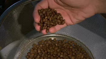 Café calédonien : l’alchimie d’un pays