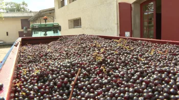 CC vendanges rouges