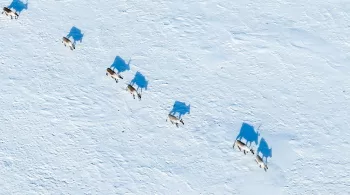 In the Steps of the Caribou: An Artic Odyssey
