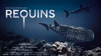Au plus près des requins