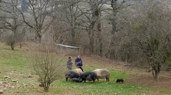 Peut-on comprendre le Morvandiau ?