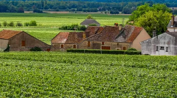 Un sens à la vigne