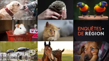 Enquêtes de région les animaux