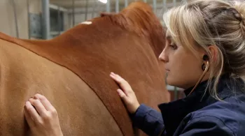 Au coeur des bêtes CREDIT Sancho & Co 