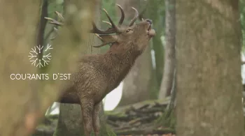 Courants d'Est - Carine Aigon découvre la faune de Sainte-Croix : daims, ours, loups blancs...