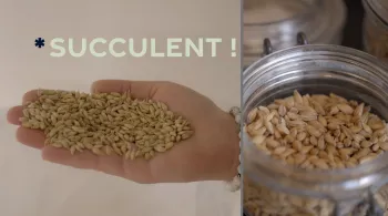 Succulent ! Les céréales - crédit FTV