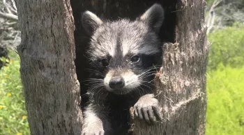 "Le raton laveur, roi du survivalisme", réalisé par Emma Baus, un documentaire qui s'intéresse aux remarquables capacités d'adaptation de ce mammifère omnivore et opportuniste qui n'hésite pas à se rapprocher des humains pour survivre.