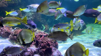 Aquarium de La Rochelle