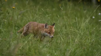 DES FRAISES POUR LE RENARD