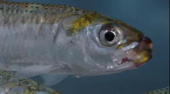 Sardine run, le plus grand festin de l'océan © Bonne Pioche et Earth Touch