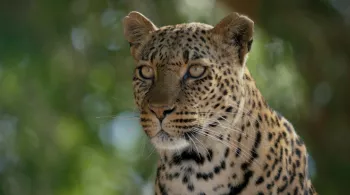 Mashatu, terre de léopards