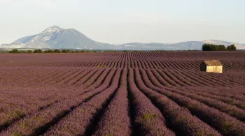 Fabuleuse Provence