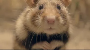 Qui a peur du grand hamster ? 