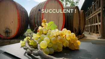 Succulent ! Le vin nature : rencontres avec les visages de cette mouvance, en Alsace