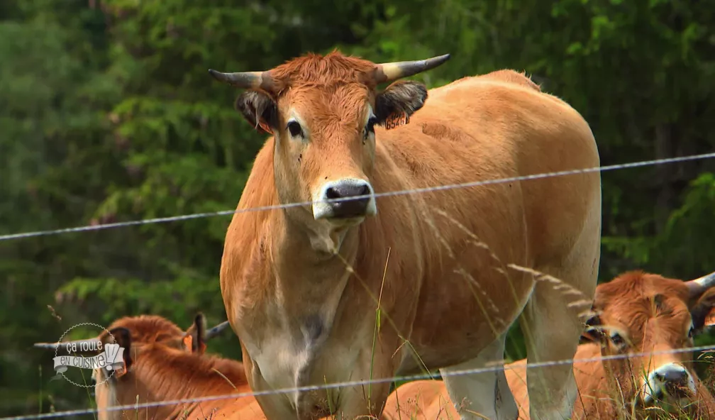 Ça roule en cuisine dans le Haut-Jura