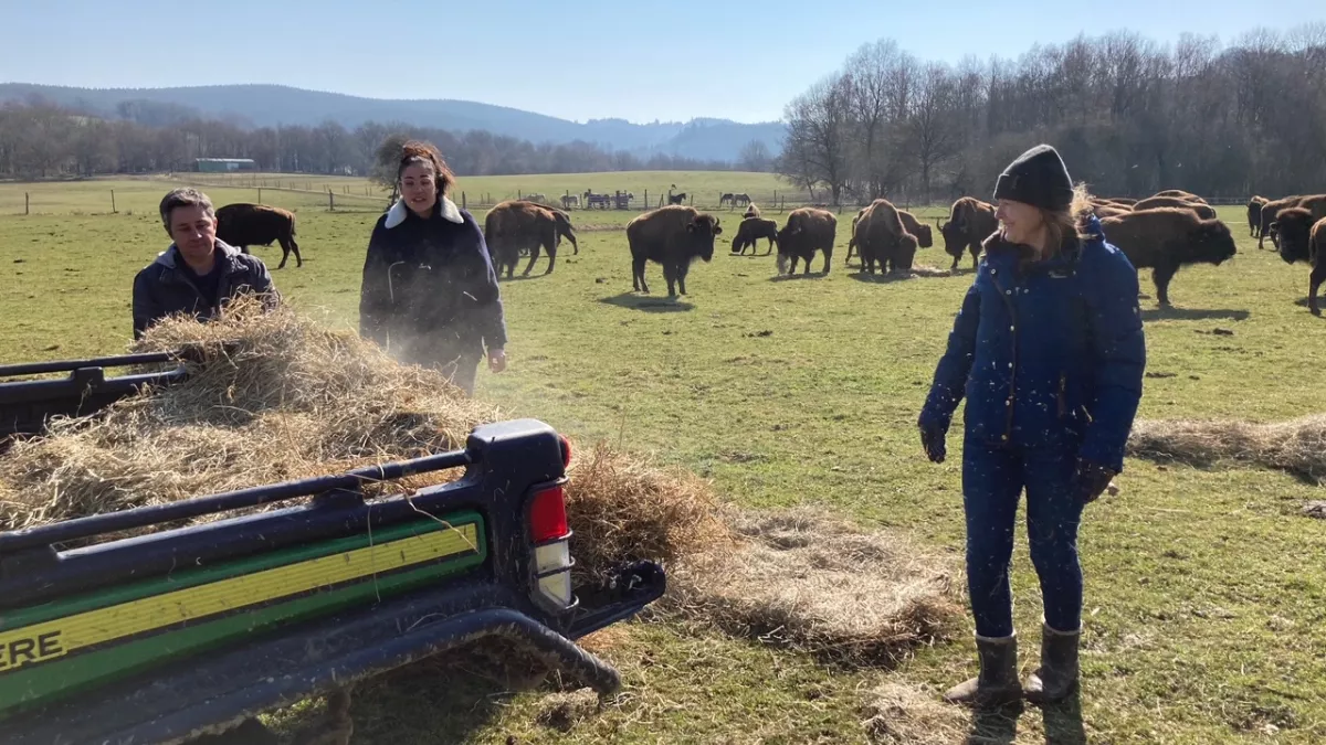  Justine Florence et David dans champ de bisons