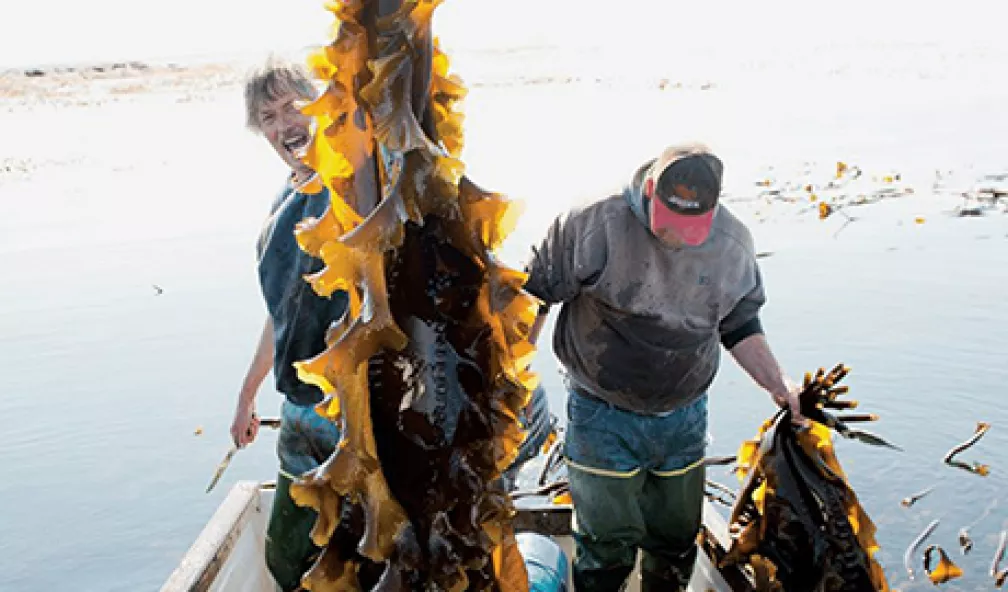 Kelp © Mondala production