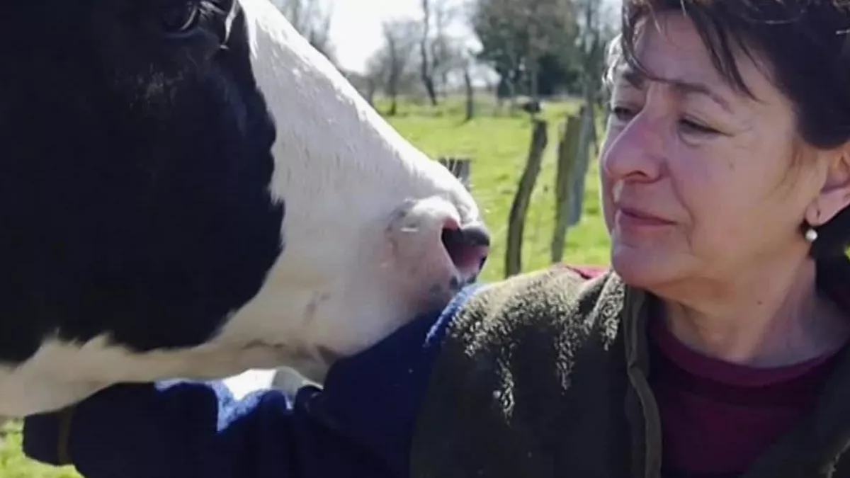  Les vaches n'auront plus de nom