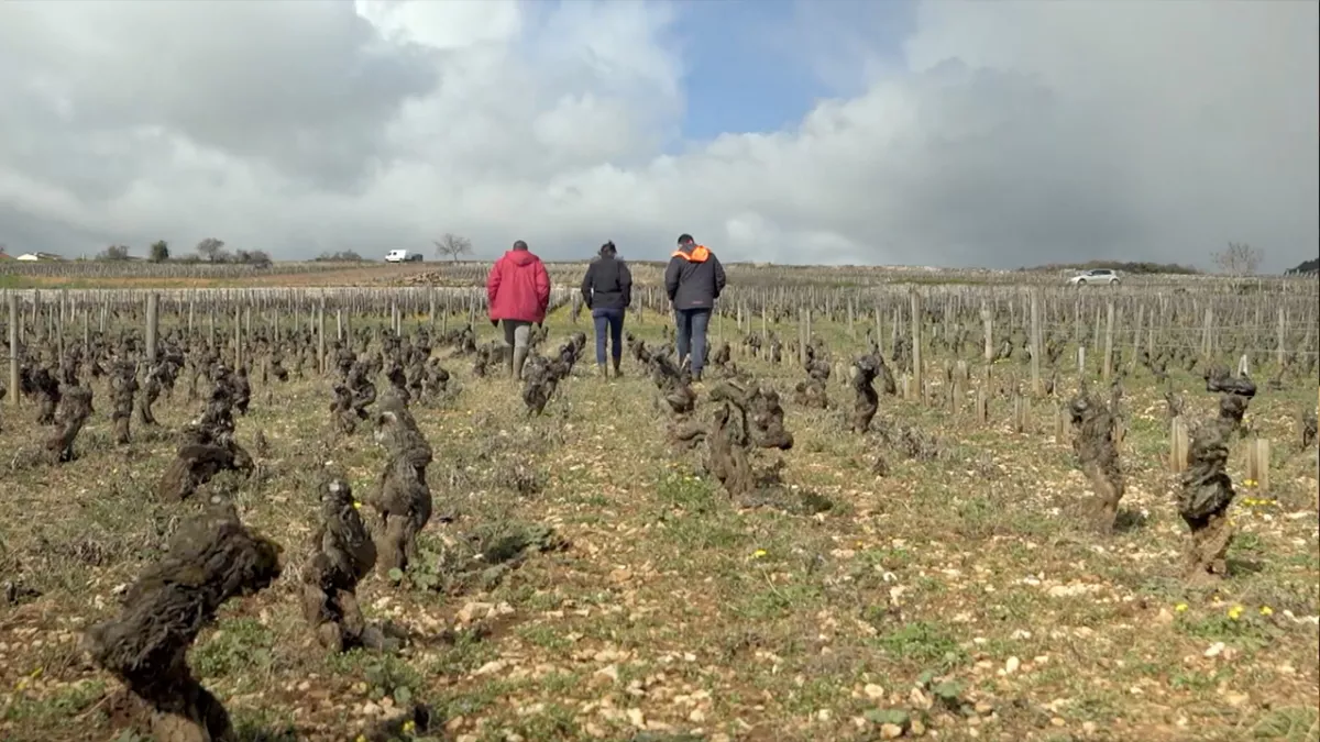 Un sens à la vigne