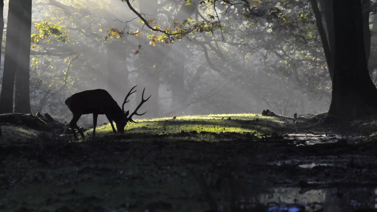 Le brame du cerf