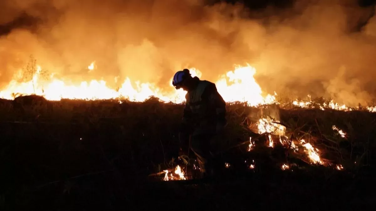 Les gardiens de la forêt des Landes