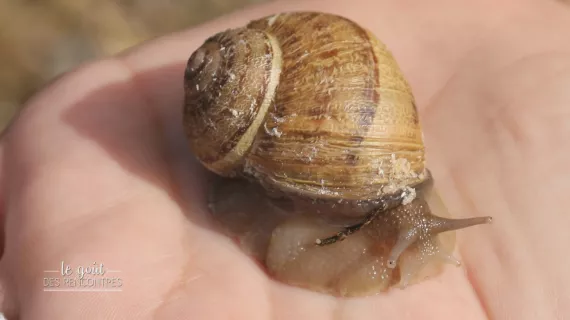Un escargot