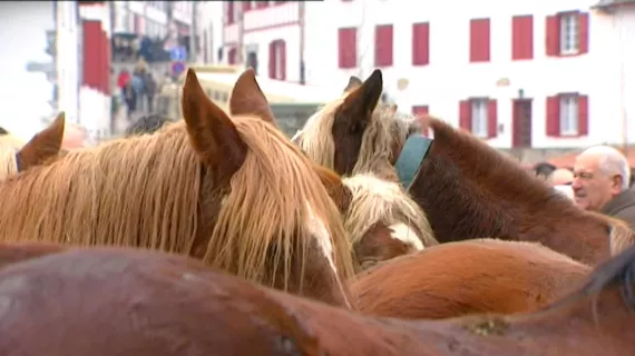 Chevaux