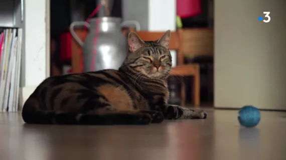 Animaux de compagnie... un peu, beaucoup, à la folie ?