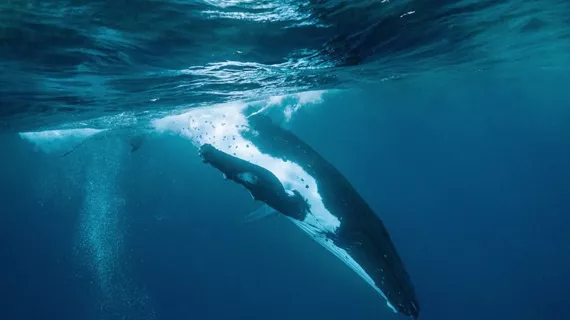 Au cœur des baleines ©Merapi Production