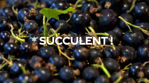 Grappes de cassis  