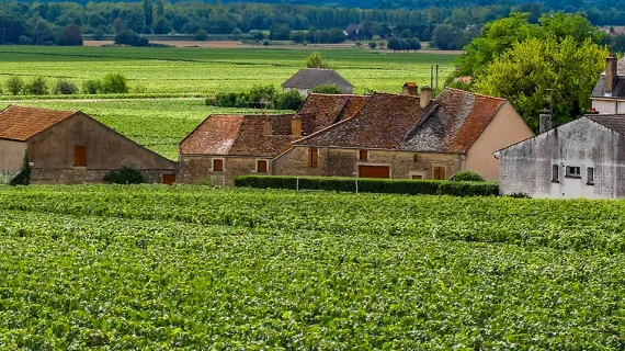 Un sens à la vigne