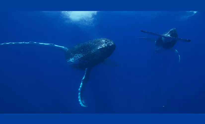 SUR LA ROUTE DES BALEINES