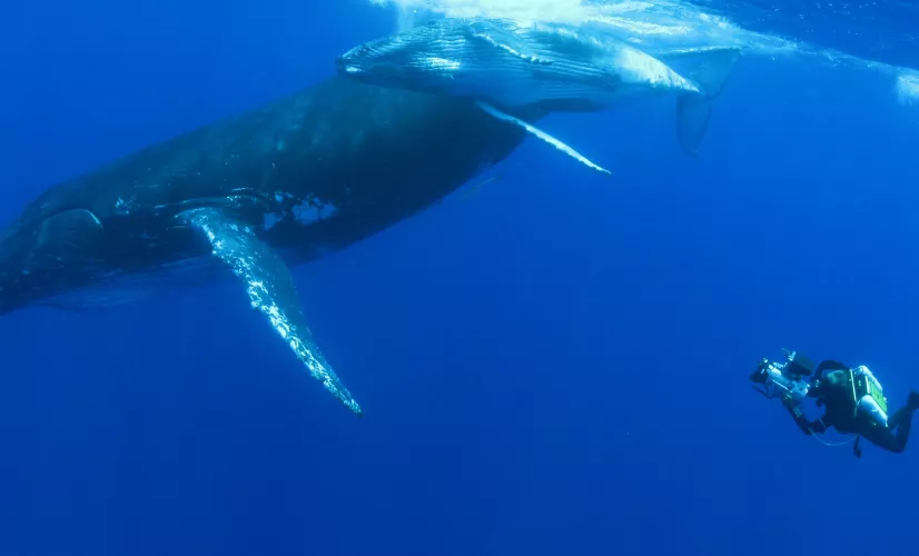 QUAND LES BALEINES ET TORTUES NOUS MONTRENT LE CHEMIN