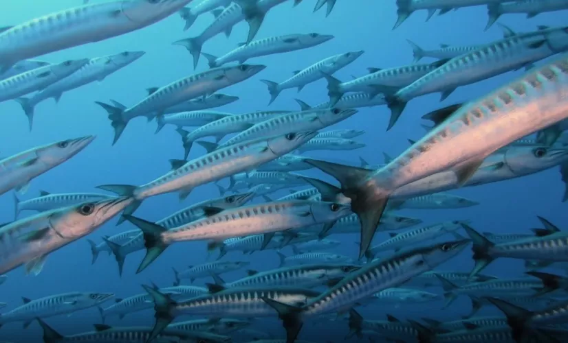 Polynésie, les sages de l'océan