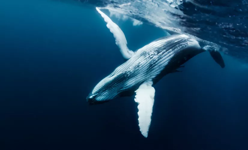 baleines