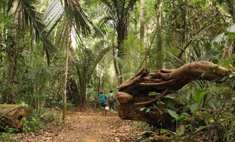 Les plus beaux treks : Guyane