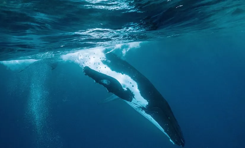 Au cœur des baleines ©Merapi Production