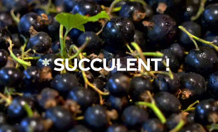 Grappes de cassis  