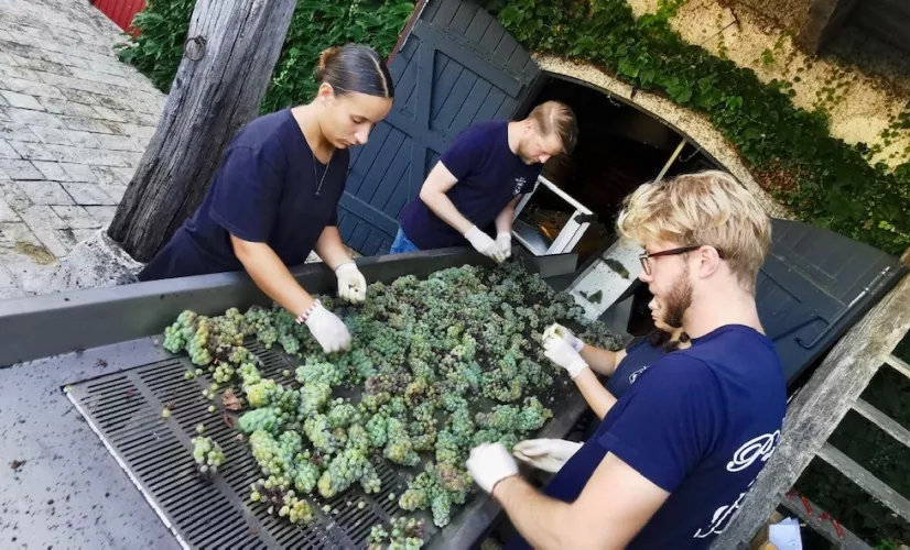 Cote chateau vendanges 