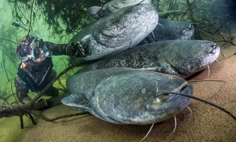 Un plongeur au milieu des poissons
