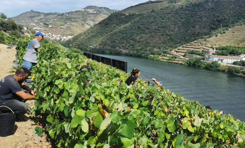 ÉCHAPPÉES BELLES : Les villages historiques du Portugal Au cœur de la Beira Alta, région frontalière de l'Espagne située au nord-est du Portugal, se cachent douze villages, les "Aldeias históricas". Sophie Jovillard part à la découverte de ces bourgades, œuvre de plusieurs générations de rois qui, préoccupés par la défense du territoire, se sont chargés de peupler et de fortifier la région.