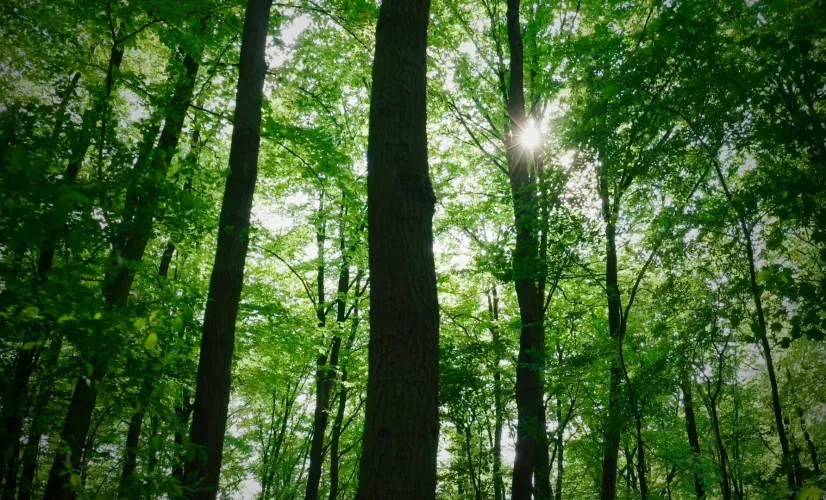 FORET DE COMPIEGNE