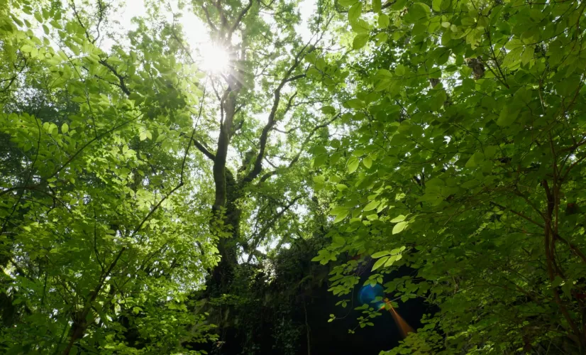 Incroyables plantes Forêt en Dordogne