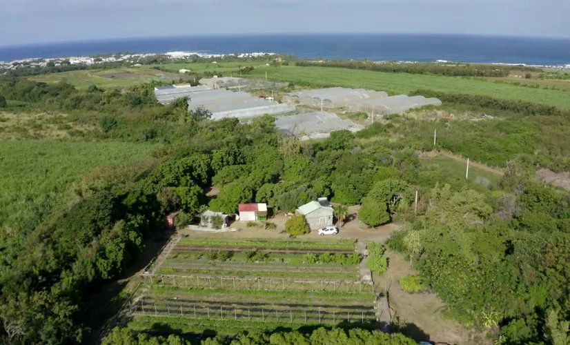Dans la ferme de l'Îlot Paradis à La Réunion, Sandrine, Bruno et leur associé, Nicolas, pratiquent l’agroécologie en maraîchage et vergers.