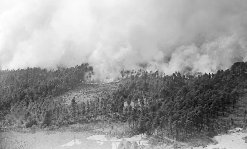 Incendies foret 1949