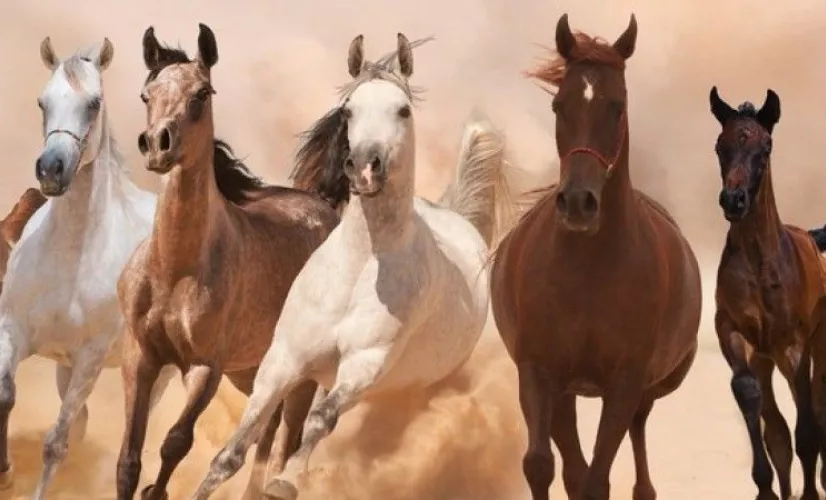 LES GALOPS DU PACIFIQUE En Nouvelle-Calédonie, sur la Grande Terre, vivent des chevaux sauvages, mais aussi des purs-sangs. Depuis les premiers temps de la colonisation, il y a un siècle et demi, une véritable passion pour l'élevage de chevaux et les courses hippiques s'est développée
