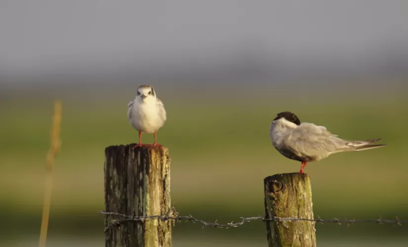 Loire Terre Sauvage  © Nomades TV